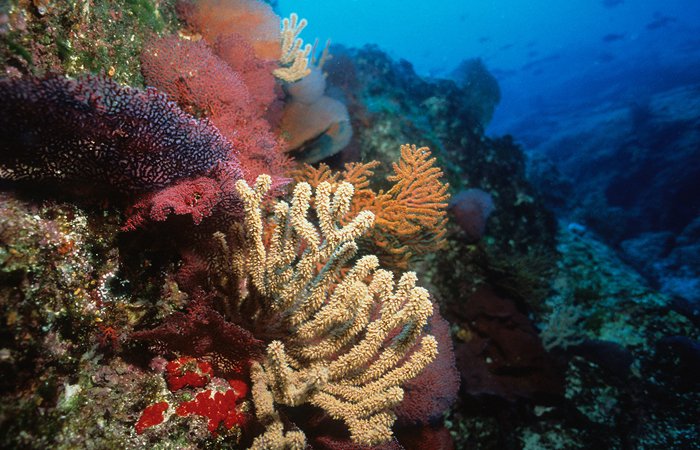 Curso de Buceo para Niños